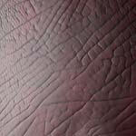 Hippo Burgundy leather Tile